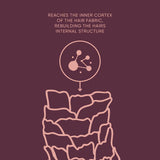 Illustration of hair structure with text on a dark red background